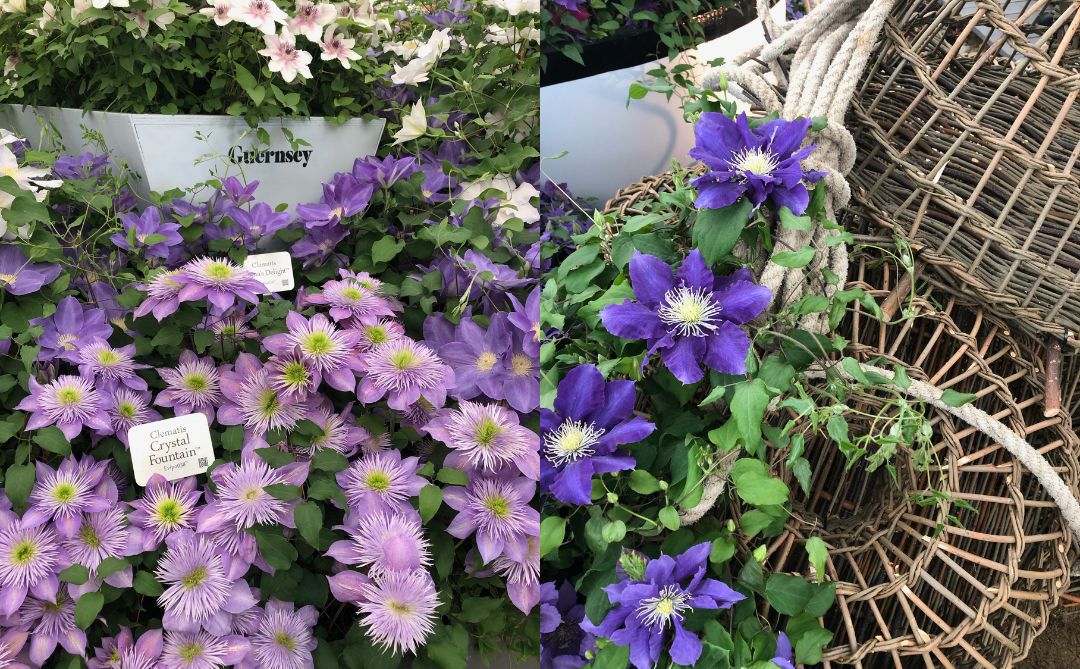 Raymond Evison Clematis with Guernsey crab pots at RHS Chelsea Flower Show