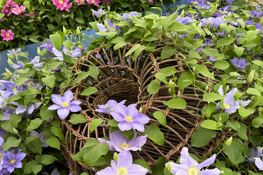 Raymond Evison Clematis with Guernsey crab pots at RHS Chelsea Flower Show